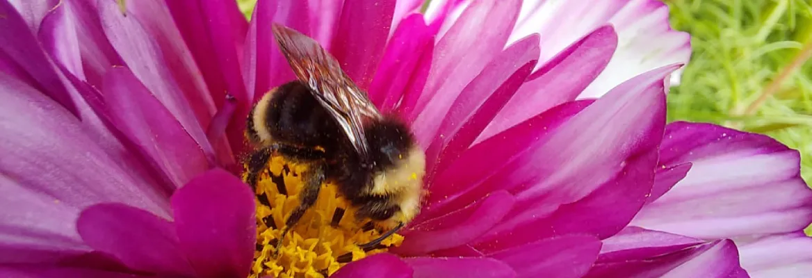 A bumblebee crawls in the yellow middle of a pink flower