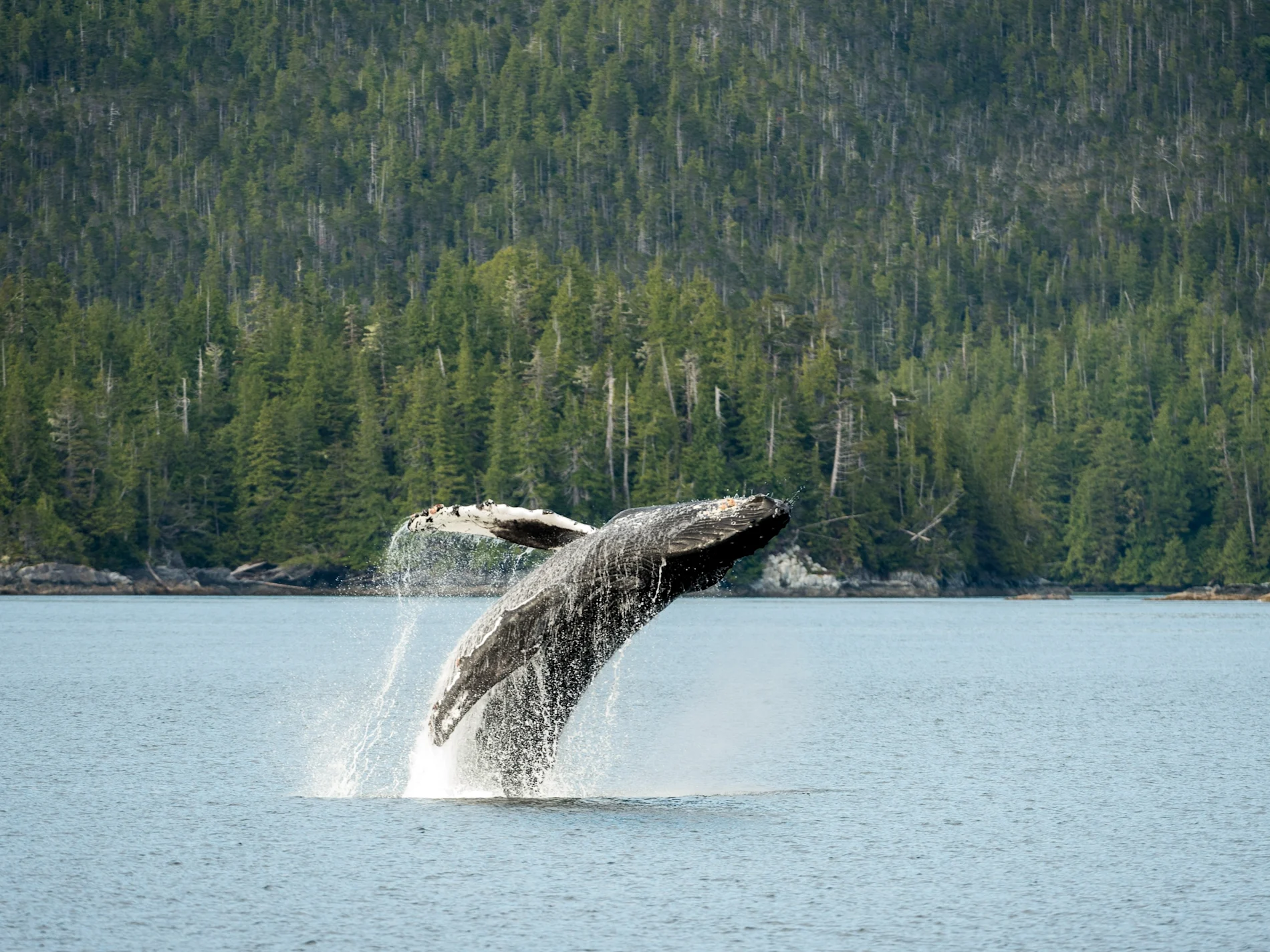 Humpback whale jumping out of water