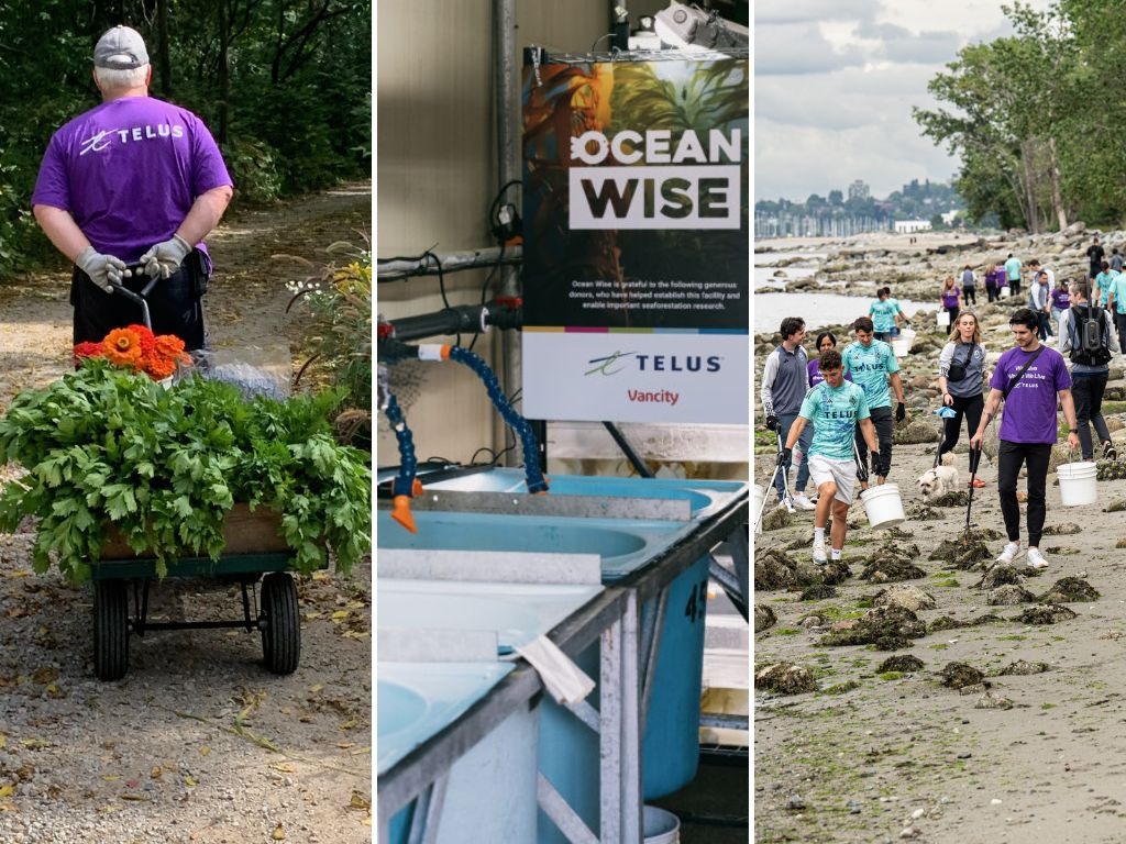 Image collage: a TELUS team member pushing a bandwagon filled with plant seedlings; An Ocean Wise sign next to a row of sinks; TELUS team members picking up litter on the beach.
