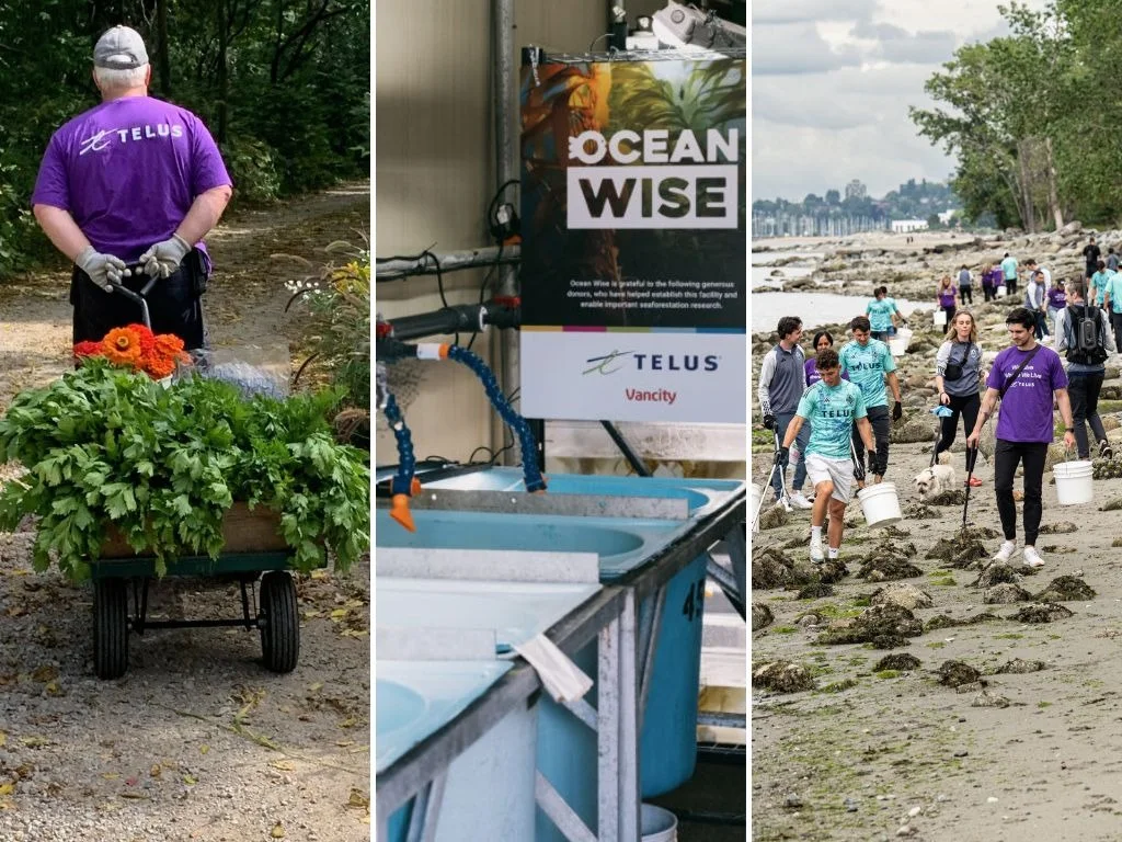 Collage d’images : un membre de l’équipe TELUS tire un chariot rempli de semis de plantes; un panneau Ocean Wise à côté d’une rangée de réservoirs de varech; des membres de l’équipe TELUS ramassent des déchets sur la plage.