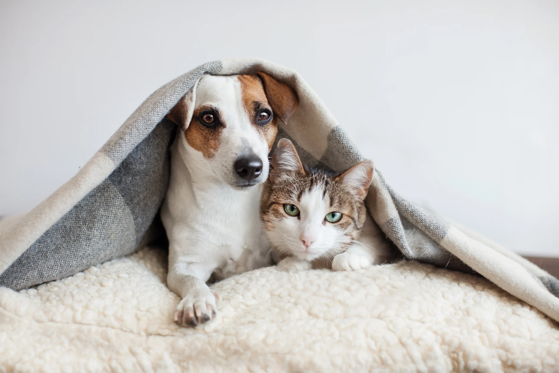 Un chien blanc et brun et un chat tigré aux yeux verts blottis ensemble sous une couverture grise, cherchant du réconfort face à l'anxiété causée par les feux d'artifice et les bruits.