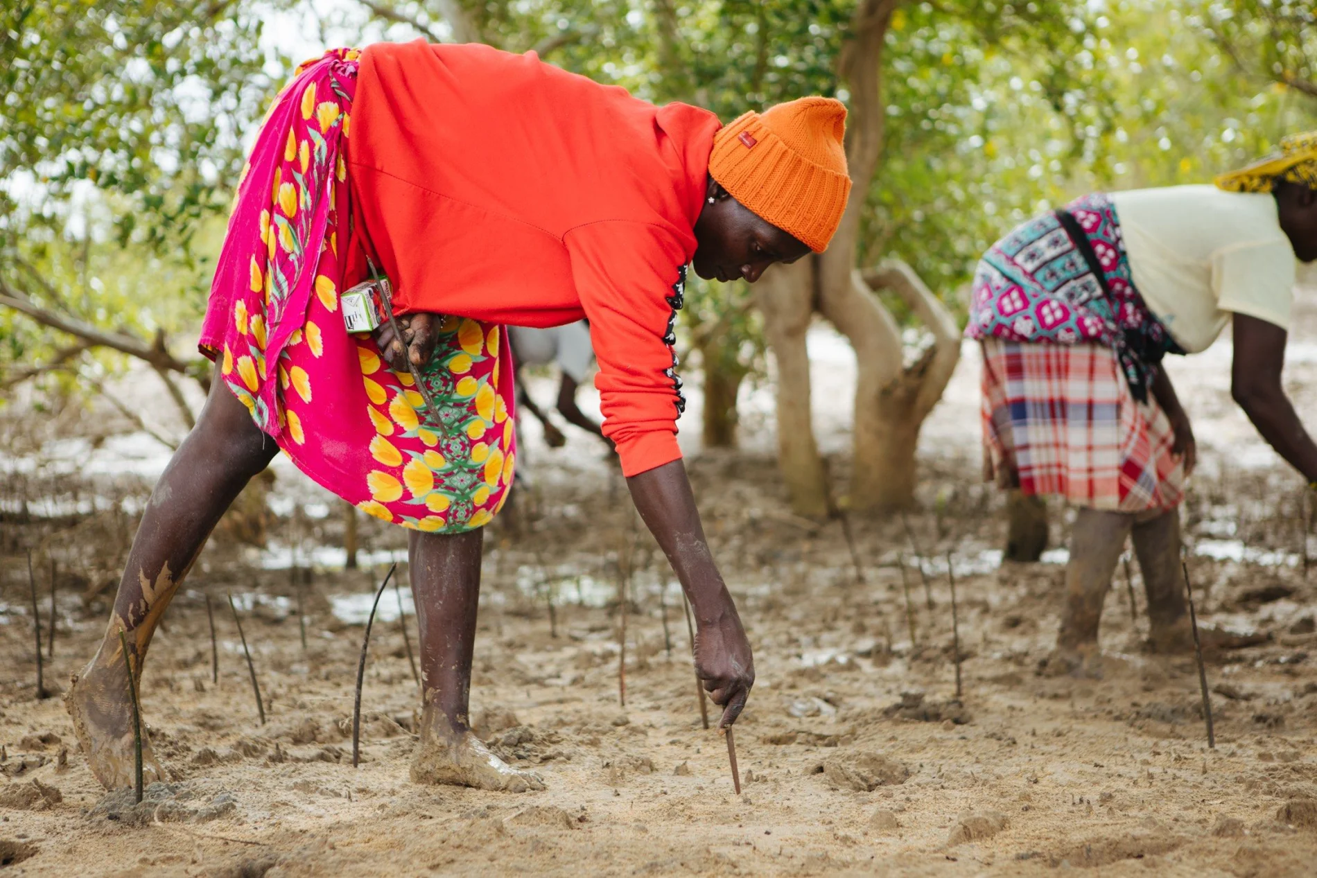 Two individuals planting mangroves.