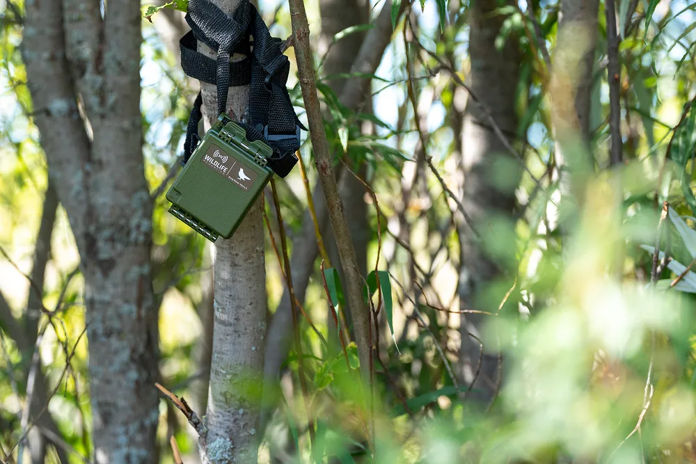 Green wildlife acoustic monitoring device strapped to a thin tree trunk in a forest.