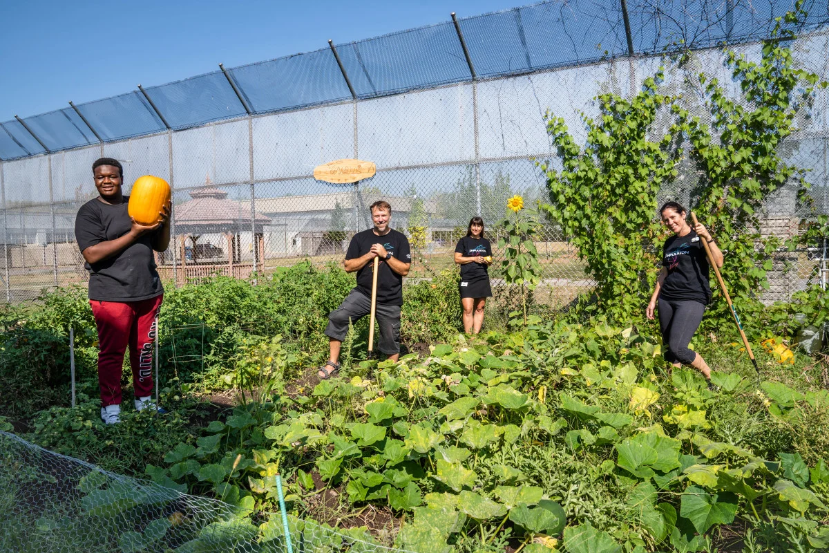 A youth in AgriLab harvesting vegetables in the garden  