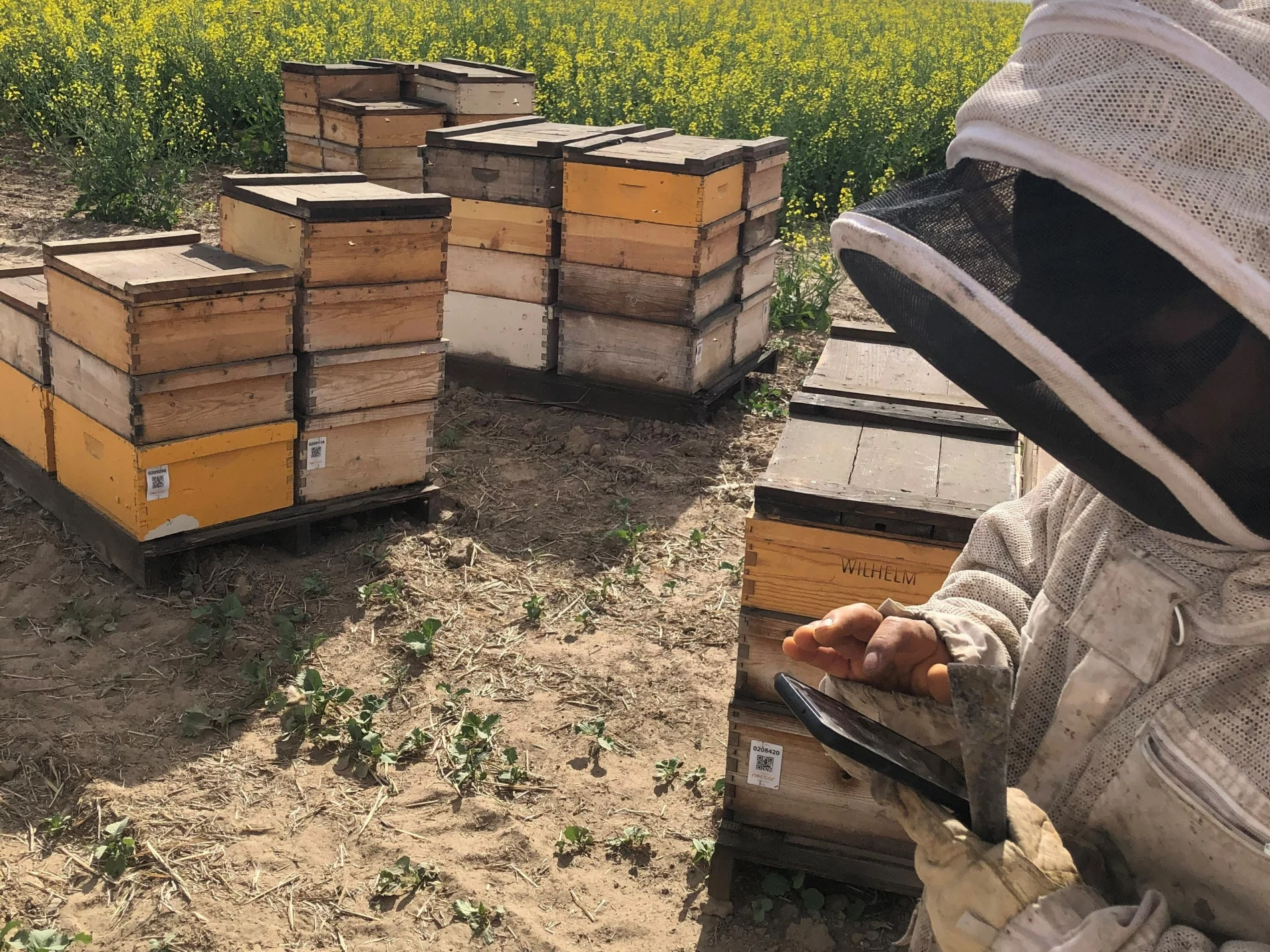 Le Fonds pollinisateur a également investi dans Nectar, fabricant montréalais d’un outil de suivi par téléphone intelligent appelé BeeTrack, qui aide les apiculteurs à procéder au suivi de leurs ruches tout au long de la saison.

