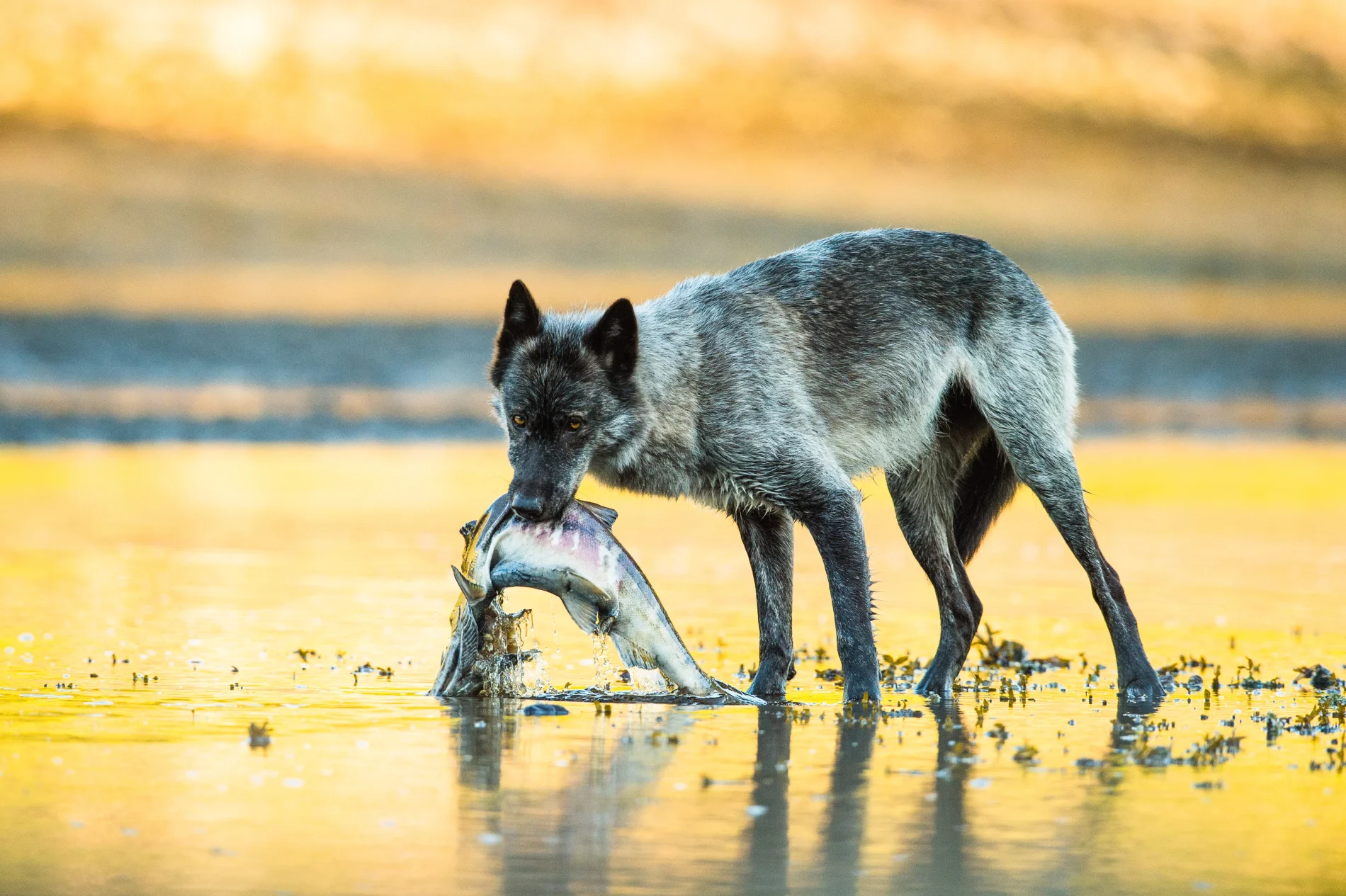 Un loup debout dans l’eau tient un poisson dans sa gueule.