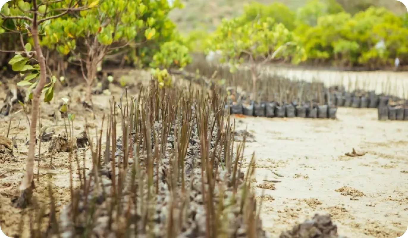 An image depicting the reforestation of mangrove trees.