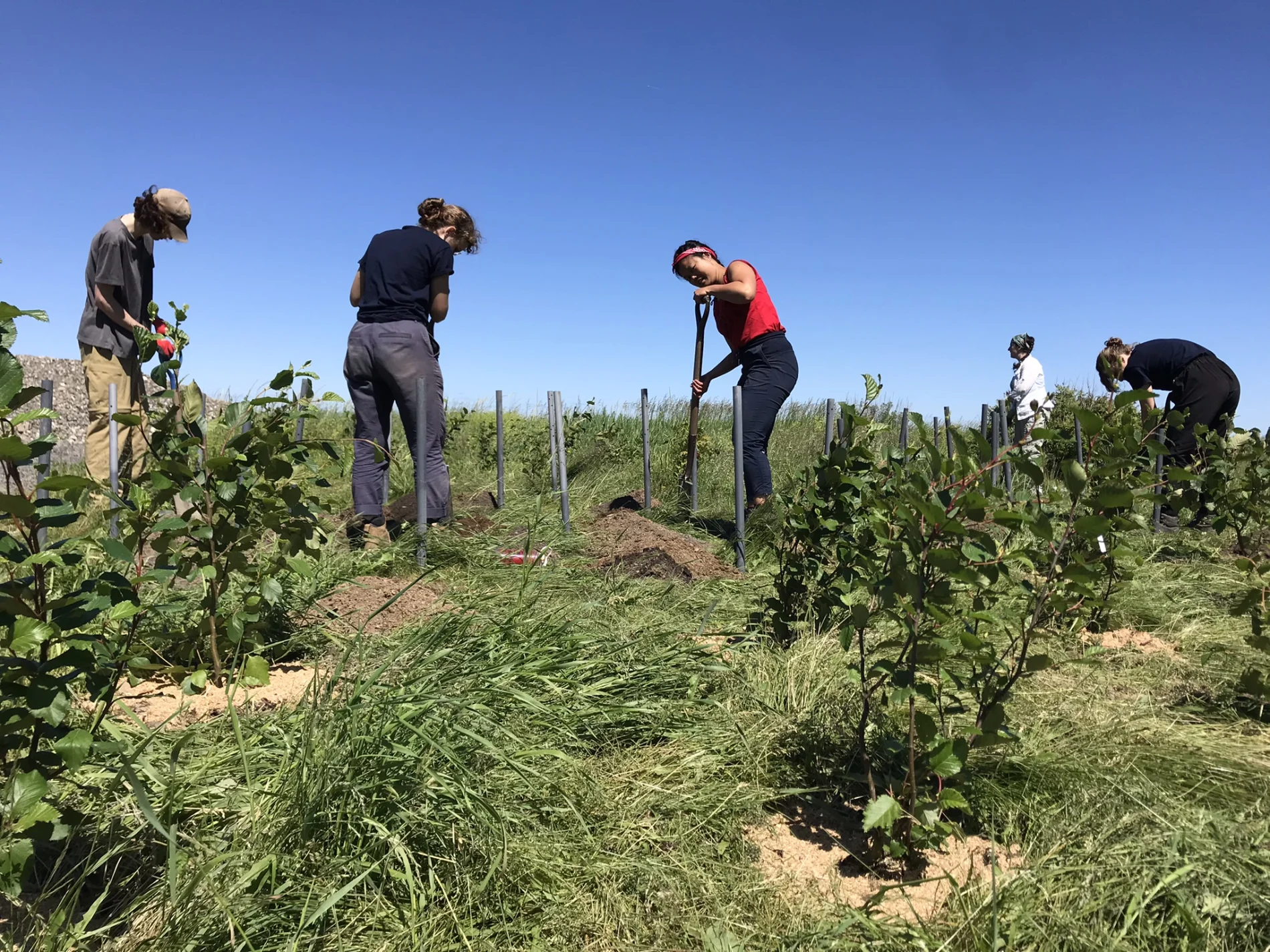 People working in a garden