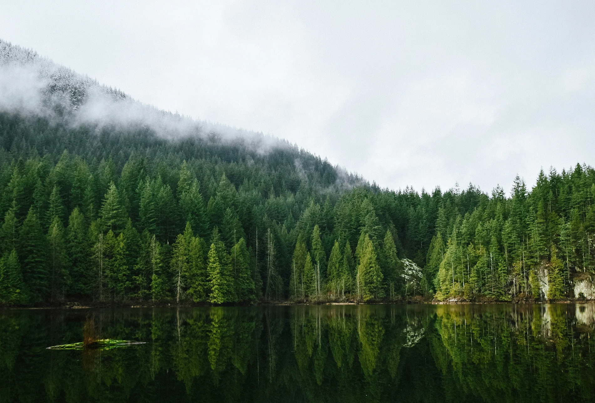 A lake surrounded by a pine forest.