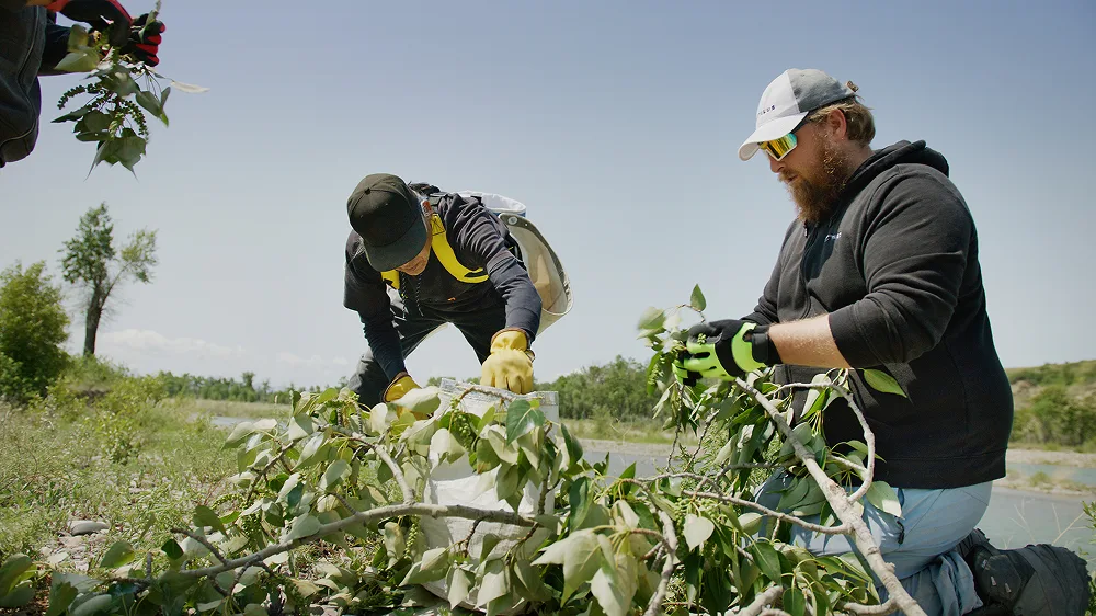 Two field workers kneeling outdoors and sorting leafy plant cuttings on the ground.