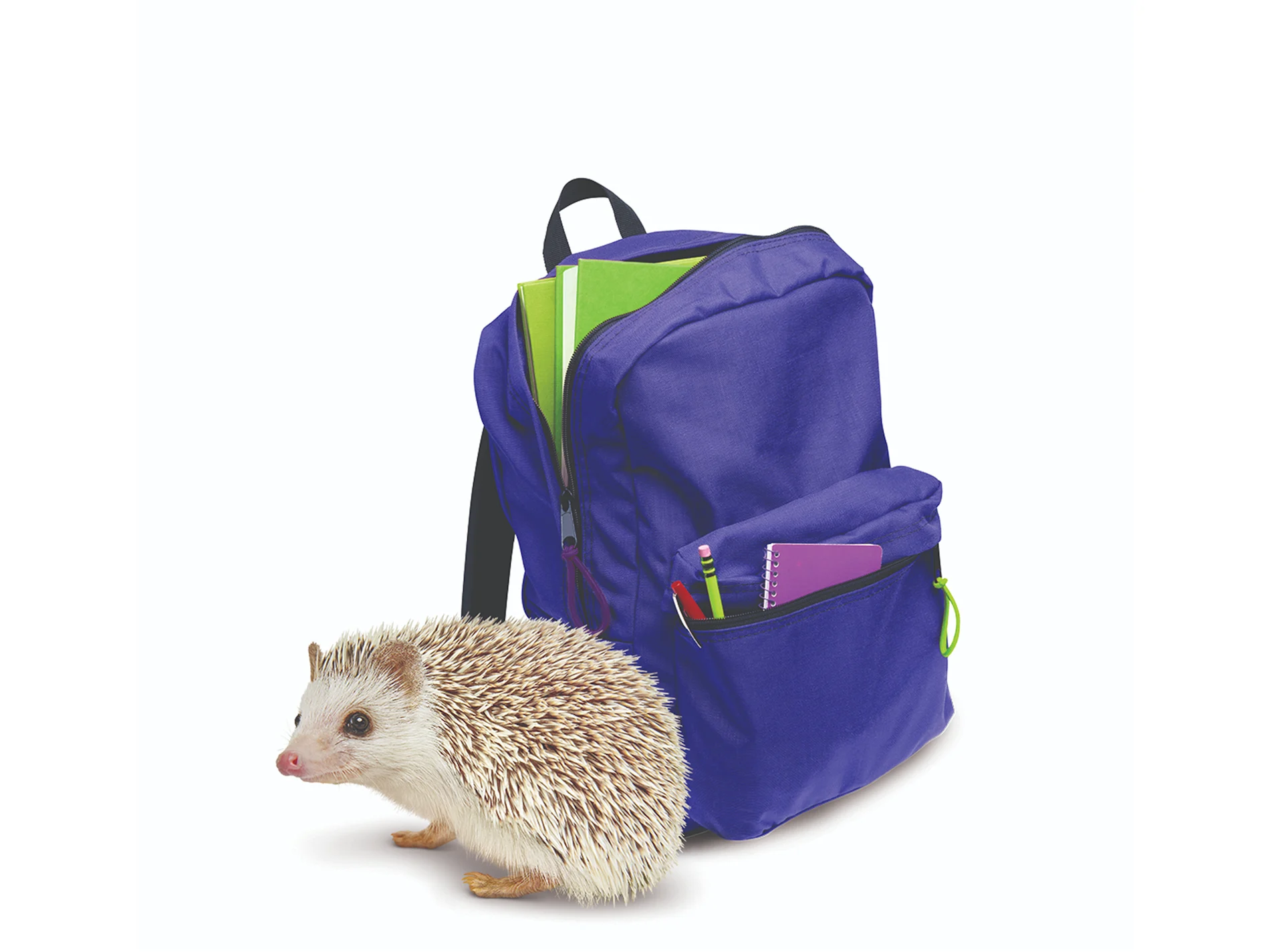 TELUS hedgehog critter next to a backpack.