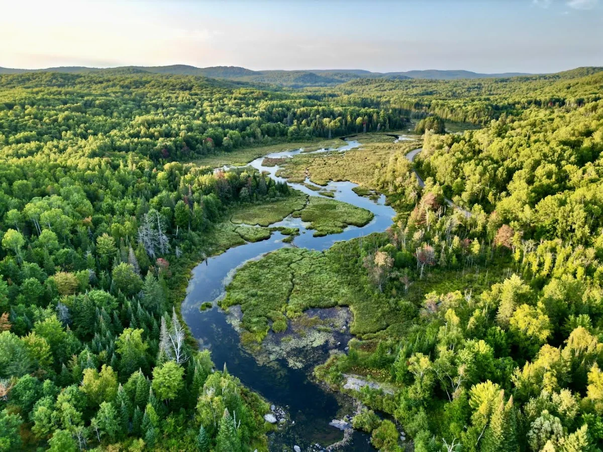 Aerial view of forests and water.