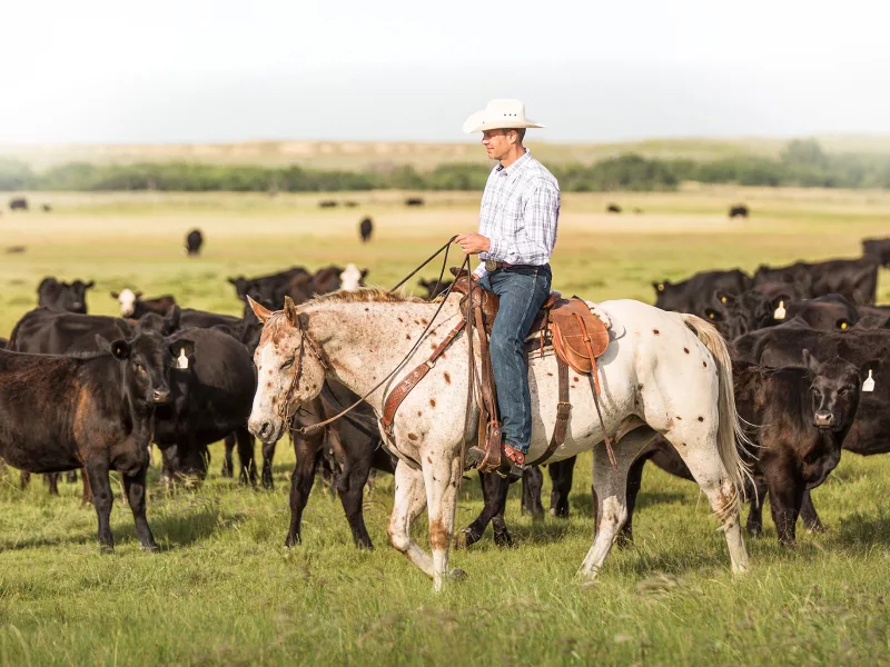 Un agriculteur à cheval près d’un troupeau de bovins.