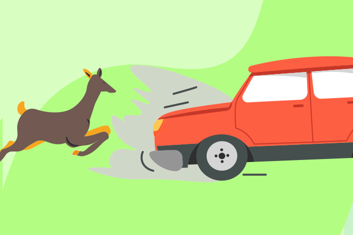 Comprehensive Coverage and Wildlife Collisions