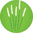 Illustration of timothy grass