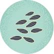 Sunflower seeds