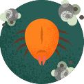 Dust Mites