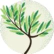 Sagebrush plant