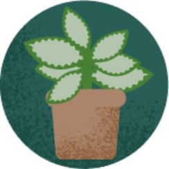 House plant