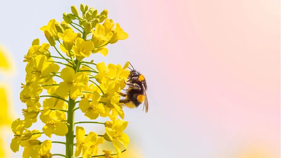 A close-up of a bee on yellow flowers, highlighting triggers of pollen allergy for many individuals.