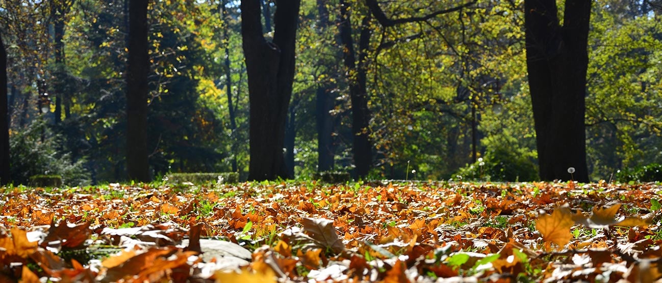 Close-up of brown leaves on grass in a park, showing seasonal changes that trigger fall allergies.