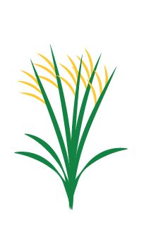Oat grass
