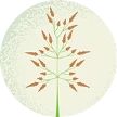 Illustration of Johnson grass