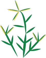 Bermuda grass