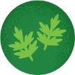 Mugwort leaves