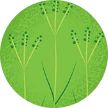 Illustration of Bahia grass