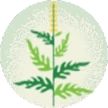 Ragweed plant
