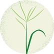 Illustration of Bermuda grass