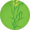 Illustration of fescue grass