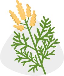 Ragweed pollen