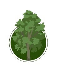 Poplar Tree