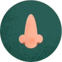 Nose
