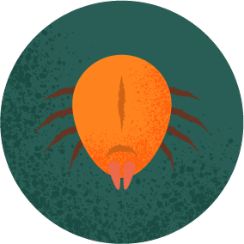Dust mites