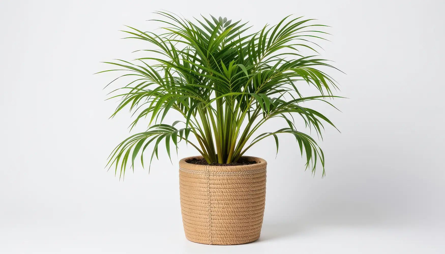 A lush bamboo palm in a woven beige pot, featuring long green fronds against a white background.