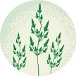 Illustration of Kentucky blue grass