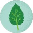 Nettle leaf