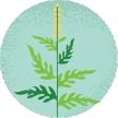Ragweed pollen
