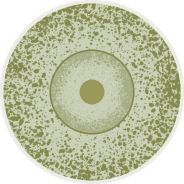 Illustration of an Alternaria fungi spore