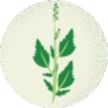 Pigweed plant