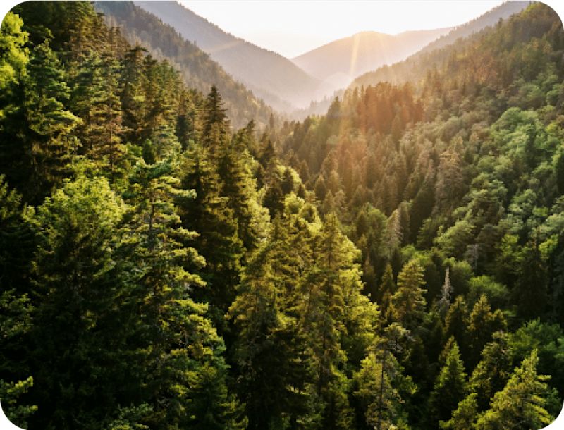 Valley of tall trees during sunset