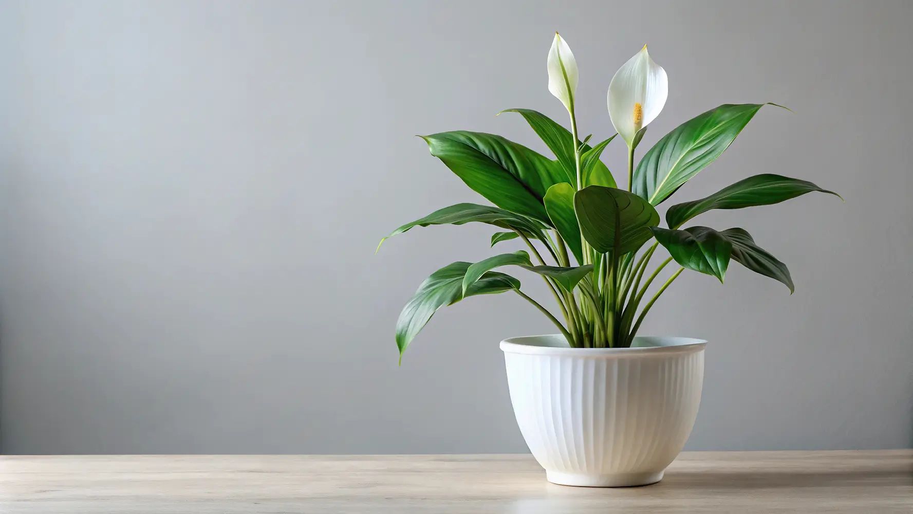 Peace lily plant with glossy green leaves and two white blooms in a white pot on a wooden surface