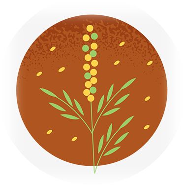 Illustration of a ragweed plant covered in pollen