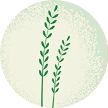 Illustration of ryegrass