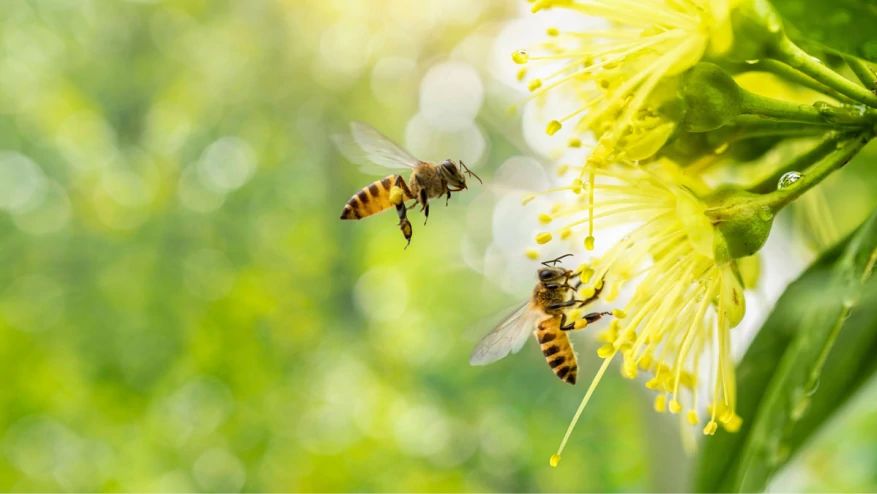 What is Pollen Count?