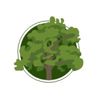 Oak tree