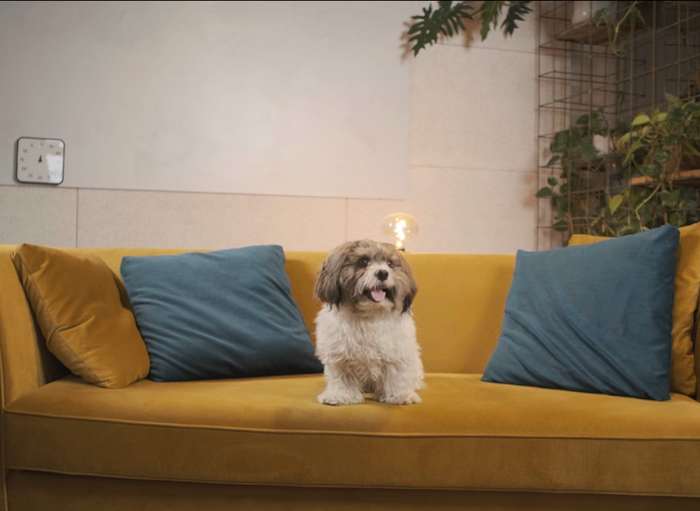 Mein Grundeinkommen Bürohund Luigi sitzt auf dem Sofa und erinnert sich an das Hundeinkommen.